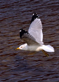 LAKE GULL