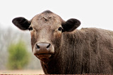 MOOOOOOOOOOO