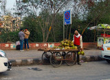 COCONUTS FOR SALE
