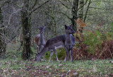 Cannock Chase Deer