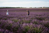 Plateau de Valensole