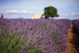 provence