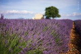 Plateau de Valensole