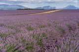 Plateau de Valensole