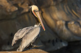 Pelicans-78.jpg