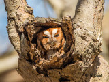 Screech Owl