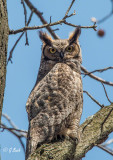 Great horned Owl