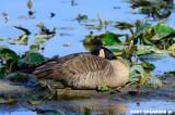 Resting Canada Goose