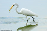Great Egret and Afternoon Catch