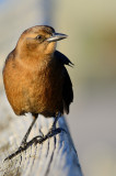 Young Boat-Tailed Grackle