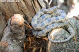 Biedler Forest Brown Water Snake