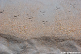 Footprints In The Sand