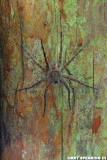 Biedler Forest Wolf Spider