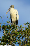Wood Stork In Tree