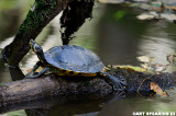 Biedler Forest Yellow Bellied Turtle