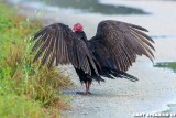 Merritt Island Turkey Vulture