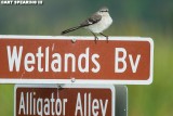 Mocking Bird on Orlando Wetlands Sign