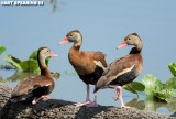 Orlando Wetlands Black-Bellied Whistling Ducks