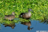 Orlando Wetlands Blue Winged Teal Pair