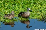 Orlando Wetlands Blue Winged Teal Pair