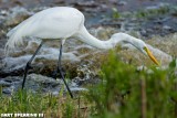 Orlando Wetlands Fishing Great Egret