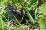 Viera Wetlands Savannah Sparrow