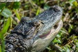 American Alligator Close-Up