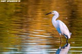 Snowy Egret and Foliage Reflection
