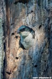 Wildwood Lake Tree Swallow