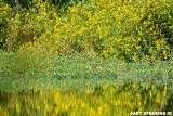 Wildwood Lake Wildflowers and Reflection