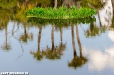 Orlando Wetlands Reflection