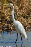 Orlando Wetlands Great Egret