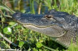 Orlando Wetlands Gator Close-Up