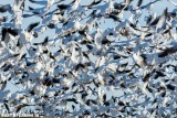 Middle Creek Snow Geese New Years Day 2015 #6