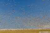Middle Creek Snow Geese New Years Day 2015 #7