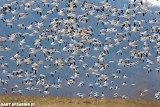 Middle Creek Snow Geese New Years Day 2015 #8