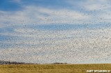 Middle Creek Snow Geese New Years Day 2015 #9