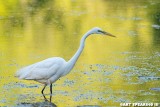 Wildwood Lake Great Egret and Reflections 2