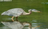Wildwood Lake Stalking Great Blue Heron