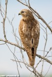 Apopka Wildlife Drive Immature Hawk