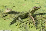 Camoflaged Gators at Circle B Bar Preserve