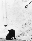 Handrail-Tailed Black Cat