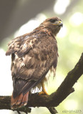 Red-tailed Hawk