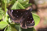 Common Sootywing