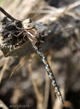 Springtime Darner basiaeschna janata