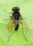 Fly family Rhagionidae Chrysopilus proximus