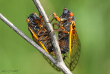 Periodical Cicada