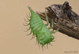 Treehopper nymph