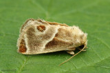 Shagreened Slug Moth Apoda biguttata #4669