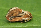 Purple-Crested Slug Moth Adoneta spinuloides #4685